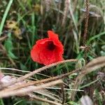 Papaver rhoeas Kukka