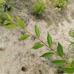 Kerria japonica Blatt