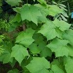 Sparrmannia africana ശീലം