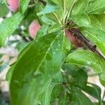 Prunus domestica Vrucht