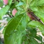 Prunus domestica Fruit