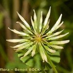 Trifolium michelianum Fruit