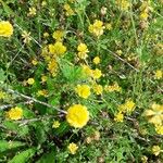 Trifolium patens Flower