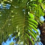 Anadenanthera colubrina Leaf