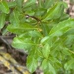 Pyracantha crenulataFrunză