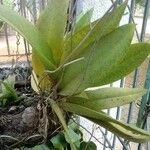 Trichocentrum lanceanum 葉