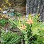 Iris domestica Floare