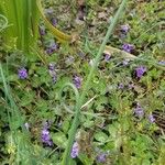 Allium vineale Листок