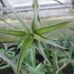 Tillandsia roseoscapa Leaf