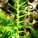 Blechnum spicant Hostoa