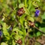Ophrys umbilicata Blüte