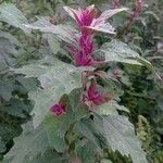 Chenopodium giganteum Blatt