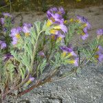 Phacelia bicolor आदत