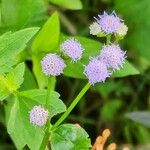 Praxelis clematidea Flower