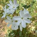 Leucocoryne vittata Flor