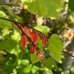 Ipomoea lobataFlower