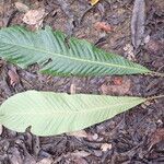 Cleidion macrophyllum आदत