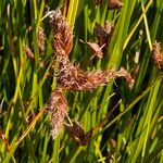 Bolboschoenus maritimus Кветка