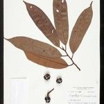 Iryanthera coriacea