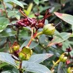 Hypericum patulum Fruit