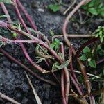 Portulaca pilosa Rusca