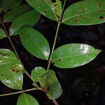 Inga stipularis Leaf