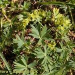 Alchemilla pentaphyllea Övriga