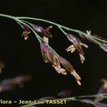 Catabrosa aquatica 花