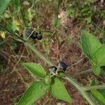 Solanum americanum 葉