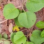 Argyreia acuta Habit