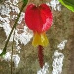 Abutilon megapotamicum Virág