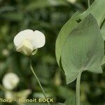 Lathyrus aphaca Blüte