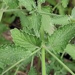 Nepeta × faassenii Frunză