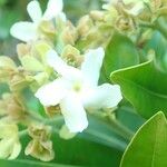 Cerberiopsis candelabra Flower