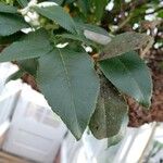 Rosa laevigata Leaf