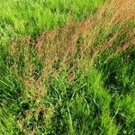 Rumex acetosella Habit