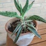 Kalanchoe daigremontiana Blatt