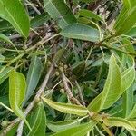 Ficus cordata Hoja