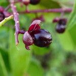 Trichostigma octandrum Fruto