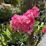 Lagerstroemia indica花