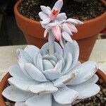 Echeveria laui പുഷ്പം