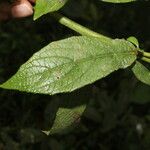 Lepidaploa salzmannii Leaf