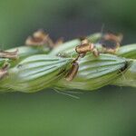 Urochloa panicoides Gyümölcs