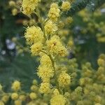 Acacia dealbata Цвят