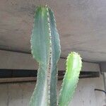Euphorbia candelabrum Leaf