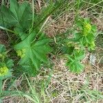 Alchemilla monticola Foglia