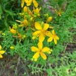 Hypericum perforatumКвітка