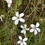 Saxifraga corsica ফুল