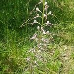 Himantoglossum adriaticum Flower