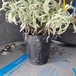 Lavandula dentata Leaf